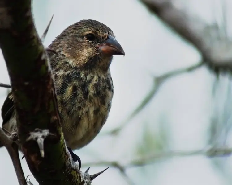 Small ground finch