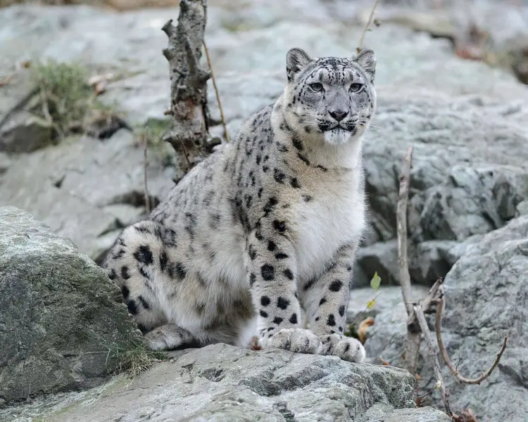 Snow Leopard - Facts, Diet, Habitat & Pictures on 