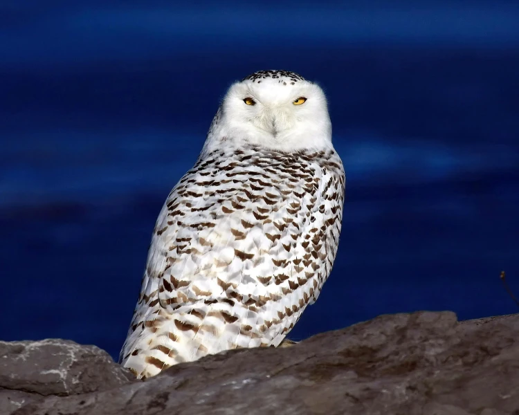 Snowy Owl - Facts, Diet, Habitat & Pictures on 