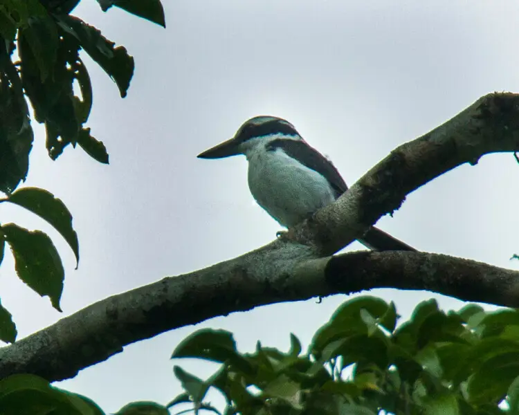 Sombre kingfisher