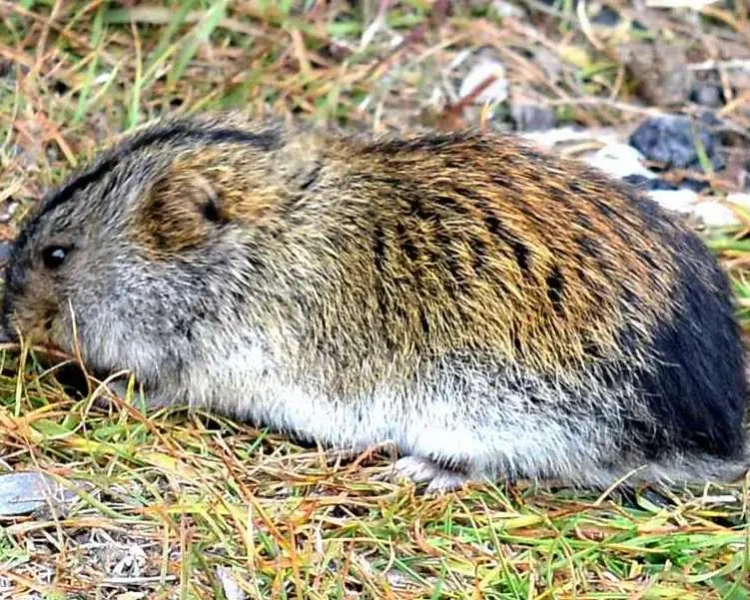 Wrangel Island lemming