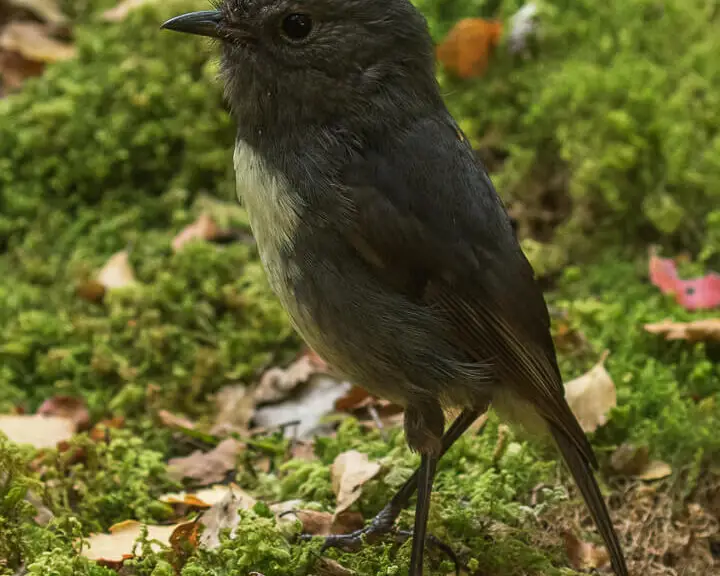 South Island robin