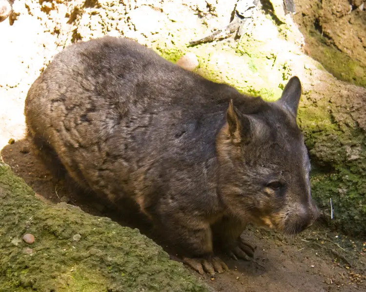 Southern Hairy-Nosed Wombat