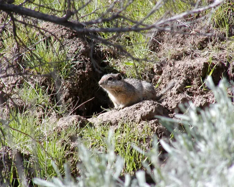 Southern Idaho ground squirrel