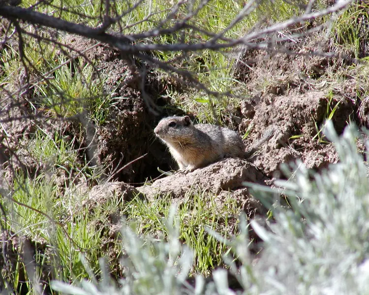 Idaho Ground Squirrel