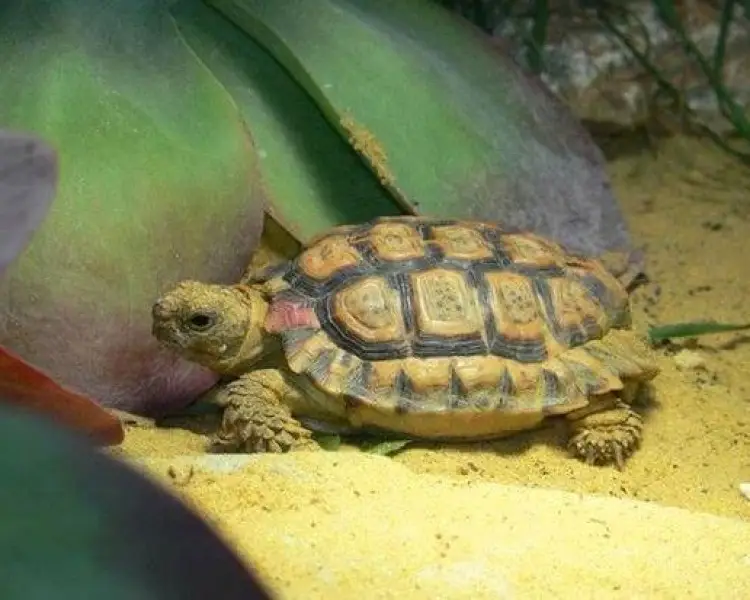 Speckled Tortoise