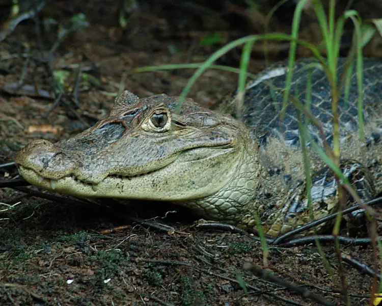 Spectacled Caiman - Facts, Diet, Habitat & Pictures on 