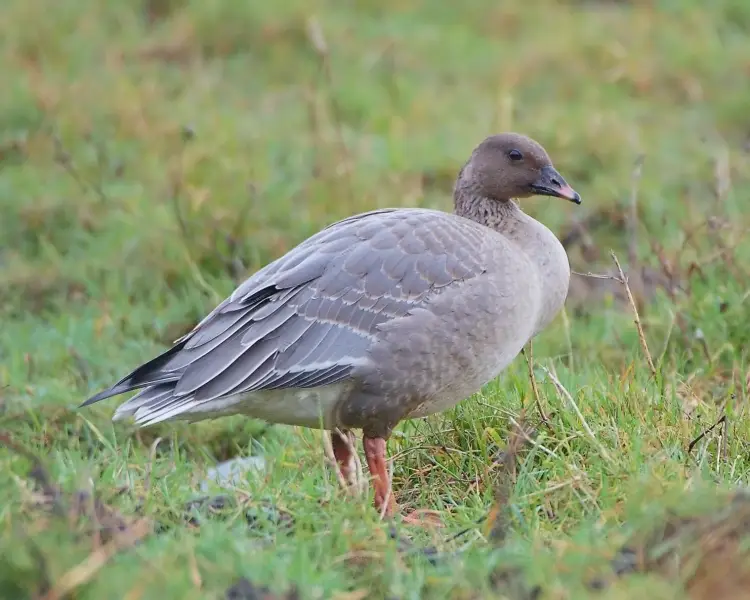 Pink-Footed Goose