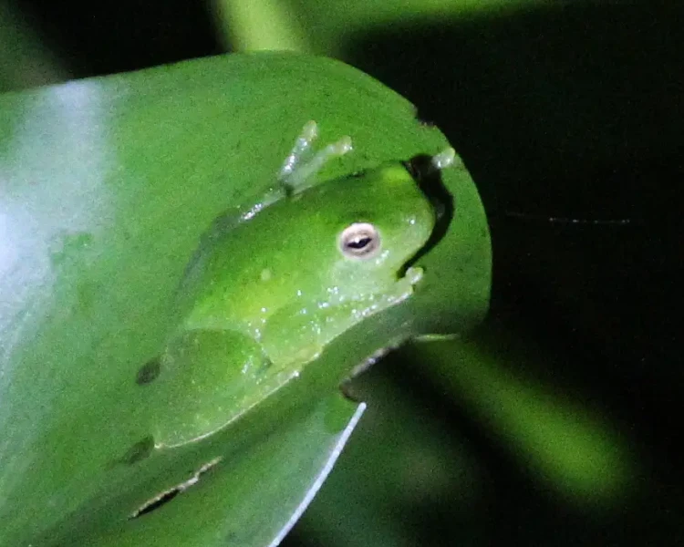 Sphaenorhynchus dorisae Fatti, dieta, habitat e immagini su Animalia.bio