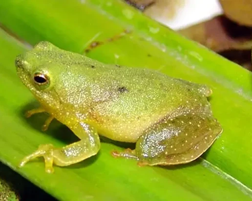 Sphaenorhynchus planicola Fakten, Ernährung, Lebensraum & Bilder auf