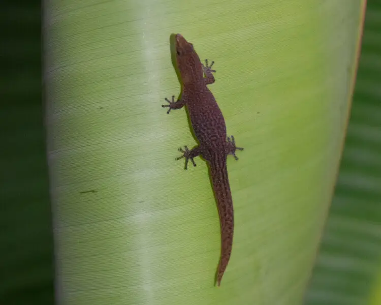 Cayman least gecko