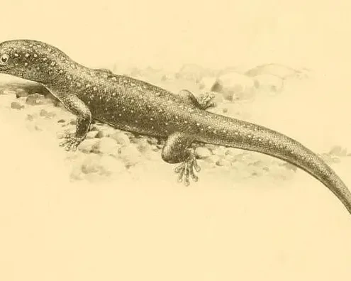 Sphaerodactylus argus