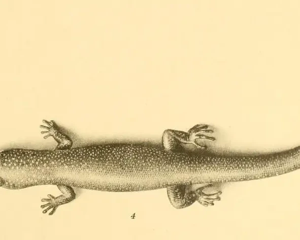Sphaerodactylus cinereus