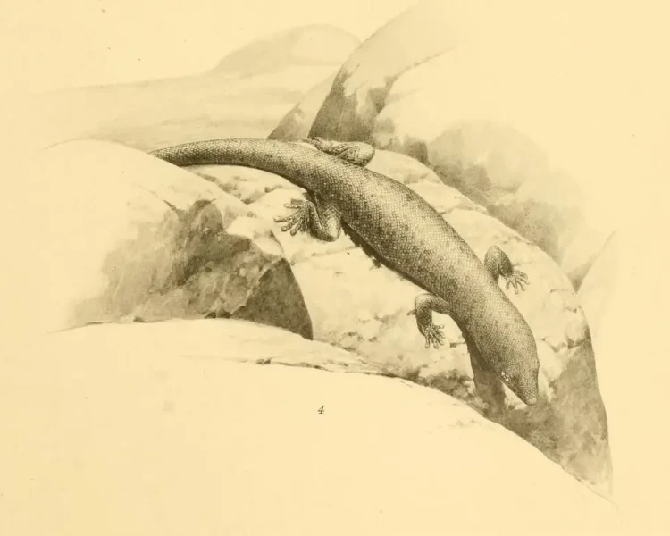 Sphaerodactylus corticola