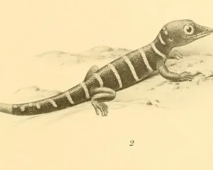 Antigua least gecko