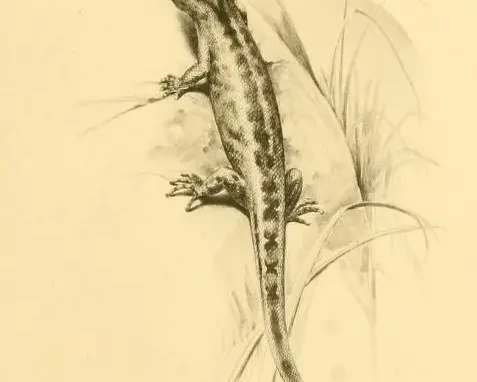 Sphaerodactylus goniorhynchus