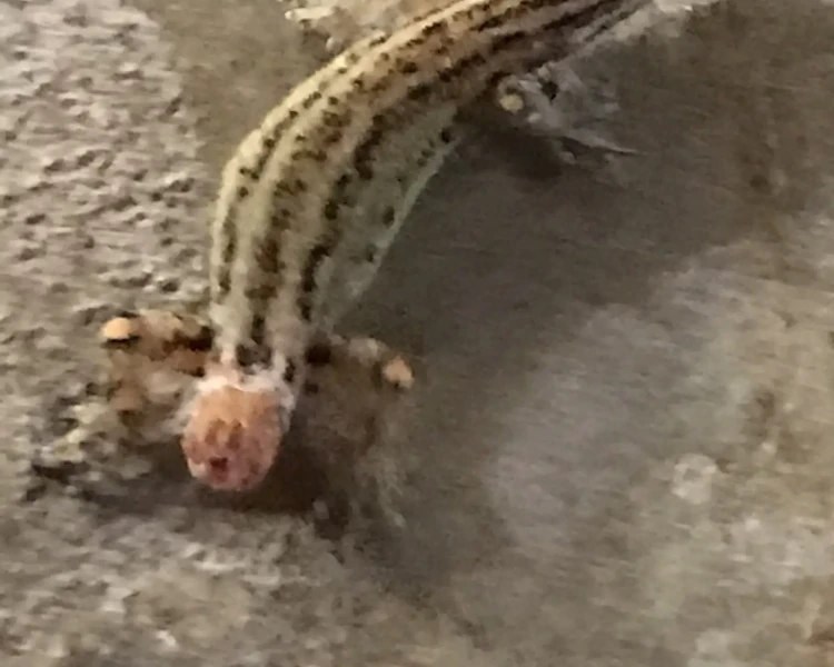 Costa Rica least gecko