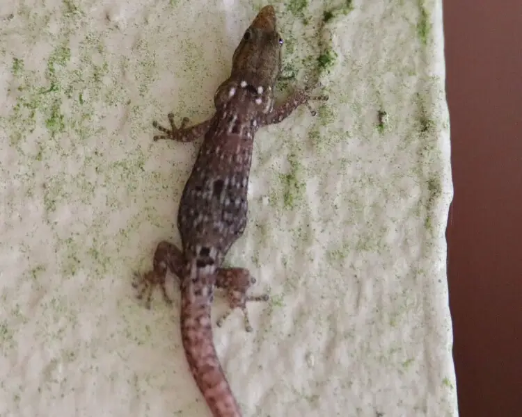 Panama least gecko