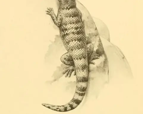 Sphaerodactylus richardsonii