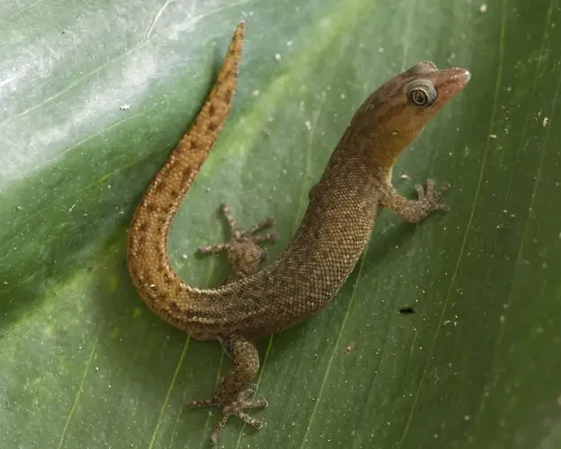 Saba least gecko