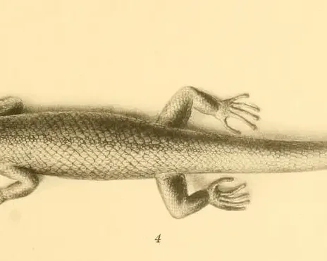 Sphaerodactylus scaber