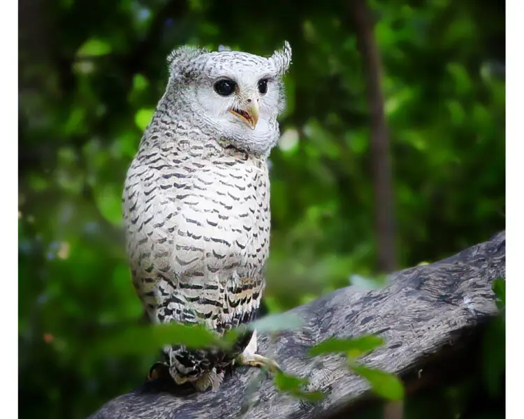 Spot-bellied eagle-owl