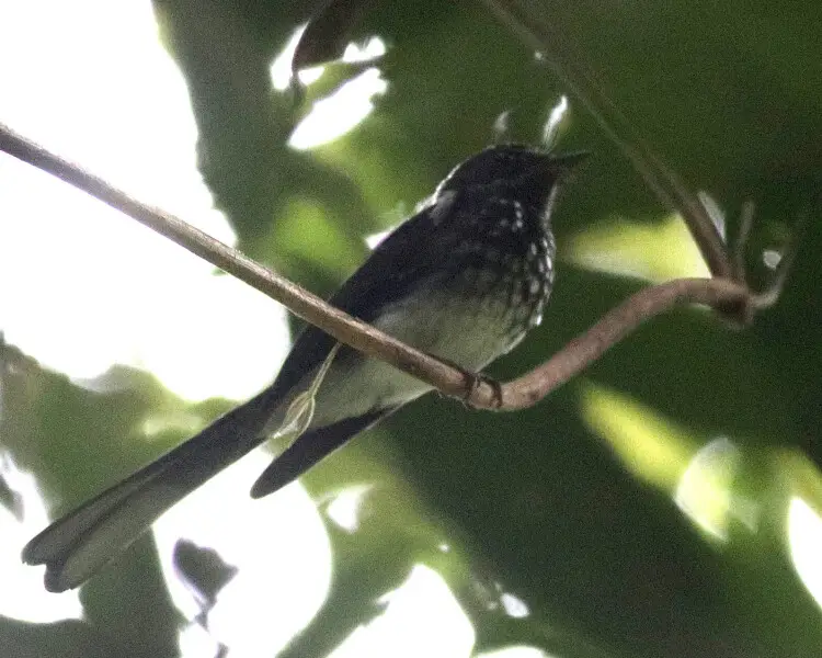 Spotted fantail