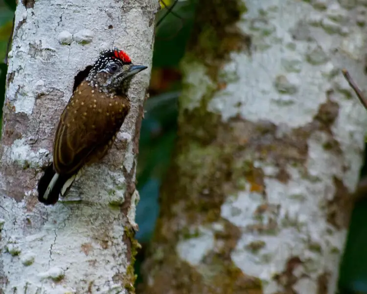Spotted piculet