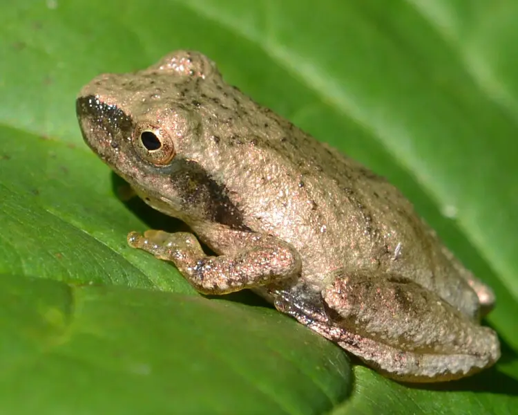 Spring peeper Facts, Diet, Habitat & Pictures on Animalia.bio