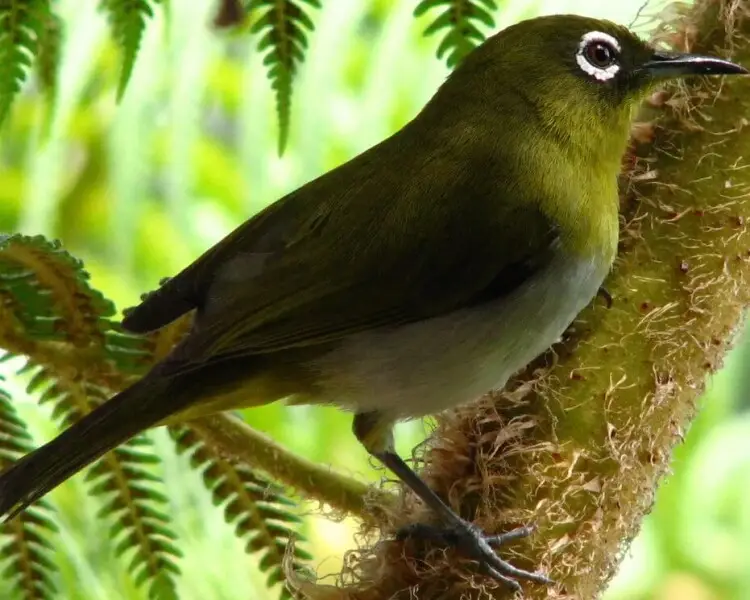 Sri Lanka white-eye