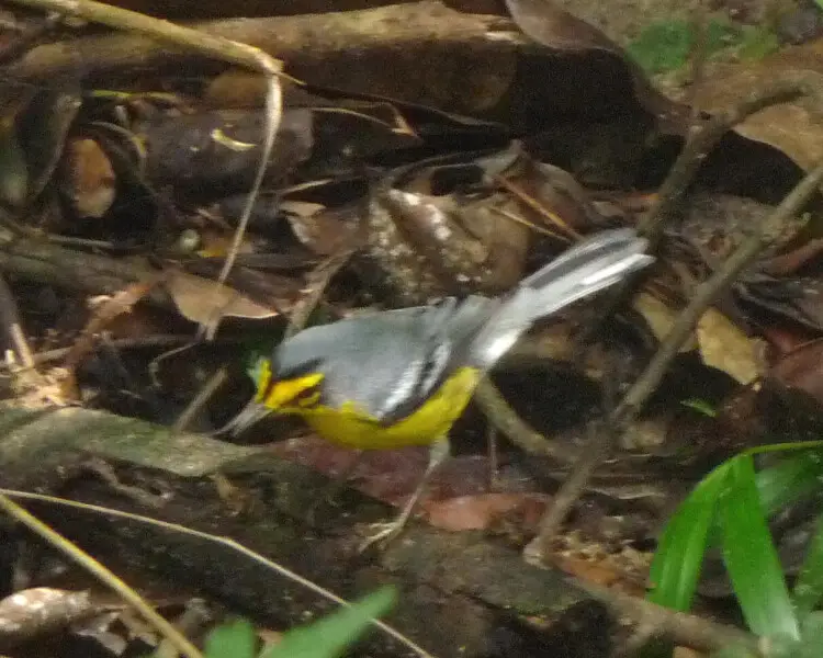 Saint Lucia warbler