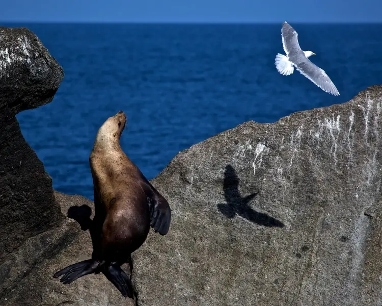 Steller Sea Lion Facts, Diet, Habitat & Pictures on Animalia.bio