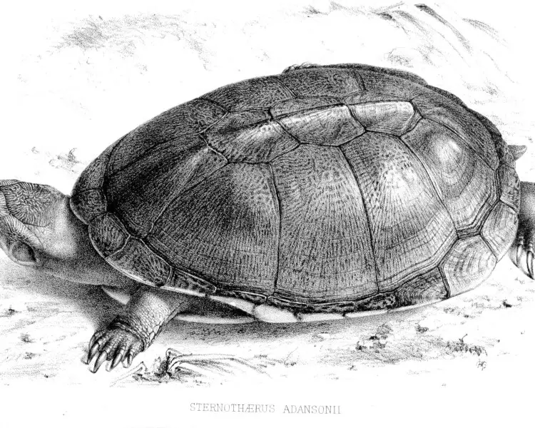 Adanson's mud turtle