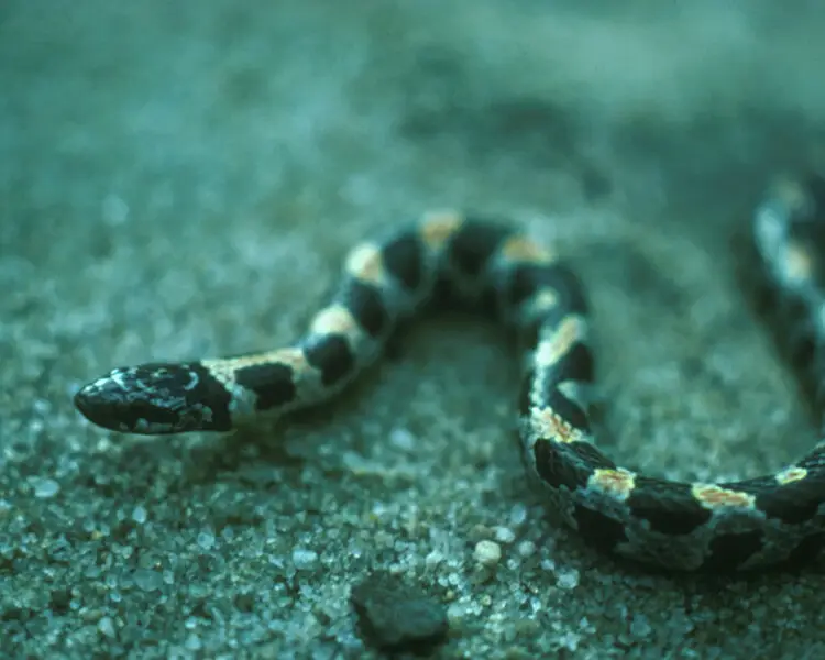 Short-tailed snake