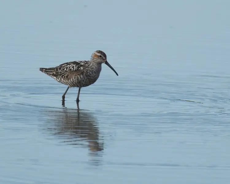 stilt sandpiper winter