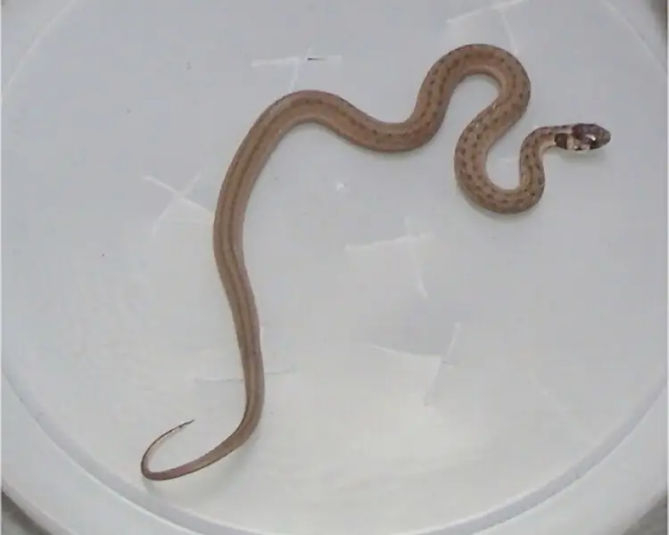 Texas brown snake
