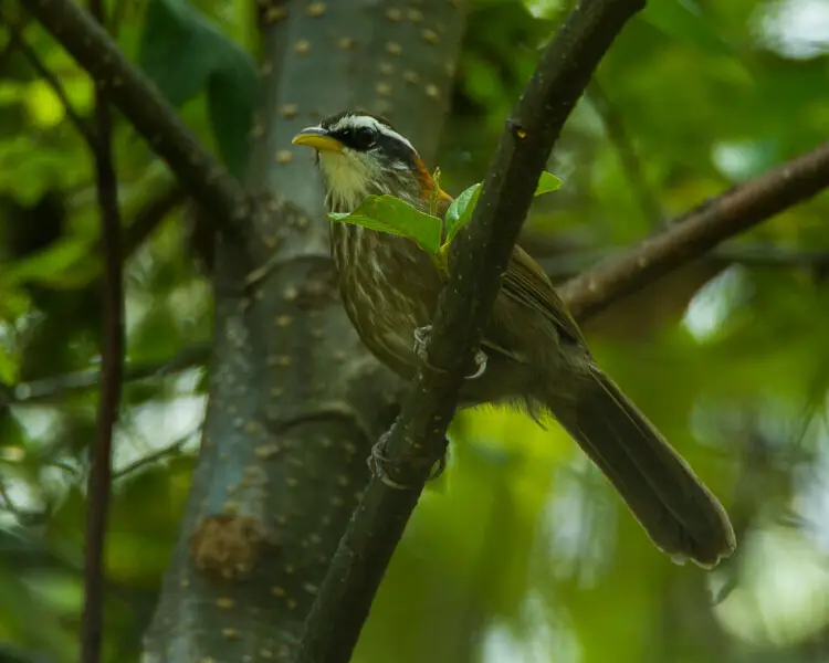 Streak-breasted scimitar babbler - Facts, Diet, Habitat & Pictures on ...