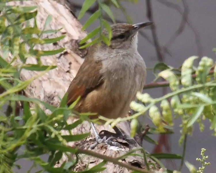 Streak-fronted thornbird