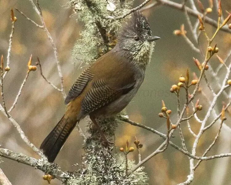 Streak-throated barwing - Facts, Diet, Habitat & Pictures on