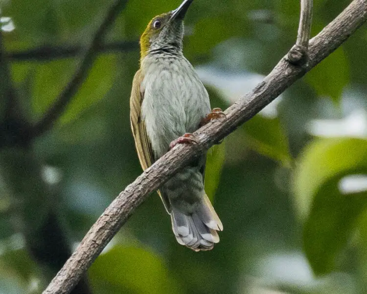 Streaky-breasted spiderhunter - Facts, Diet, Habitat & Pictures on ...