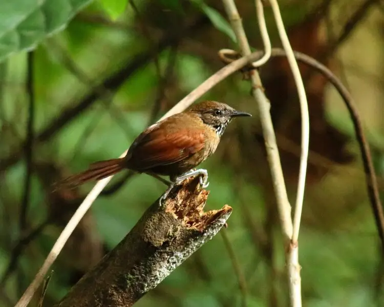 Stripe-breasted spinetail
