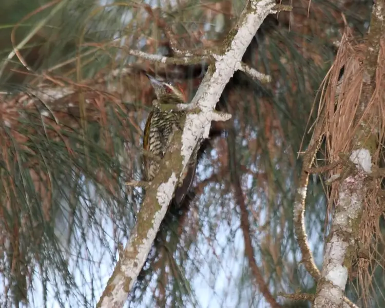Stripe-cheeked woodpecker
