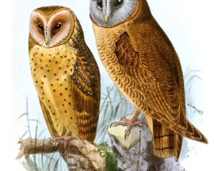 Ashy-faced owl