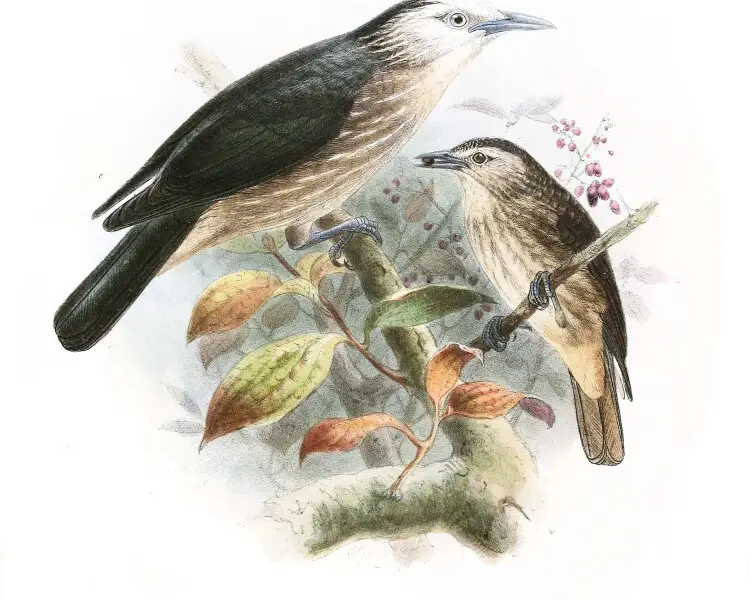 White-faced starling