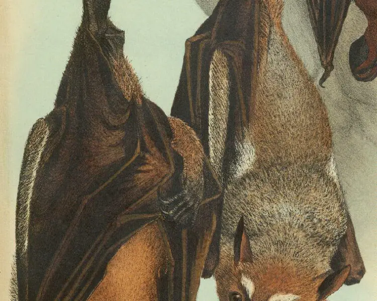 Sulawesi stripe-faced fruit bat