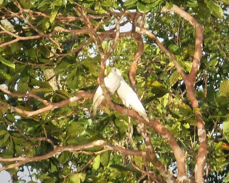 Triton cockatoo