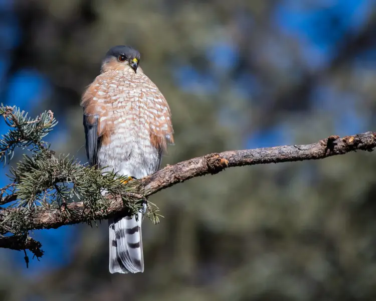 sharp shinned hawk nesting habits