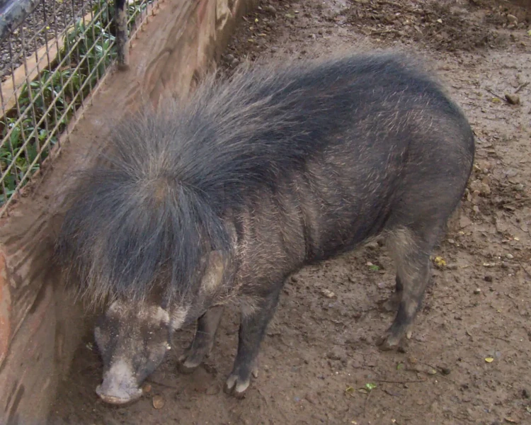 Philippine warty pig