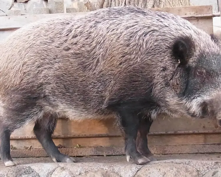 Japanese boar