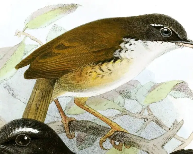 White-throated wren-babbler